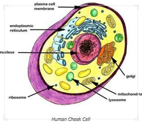 Cheek Cell Labeled