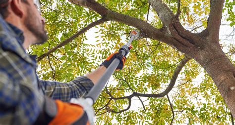 Tree Pruning Techniques: 5 Essential Tips for Healthy Growth