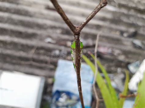 Cocoons Papilio Demoleus Larva Stock Image - Image of yellow, wildlife: 266751329