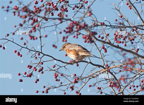 Redwing, Turdus iliacus, perched in hawthorn hedge, berries, Norfolk, Winter Stock Photo - Alamy