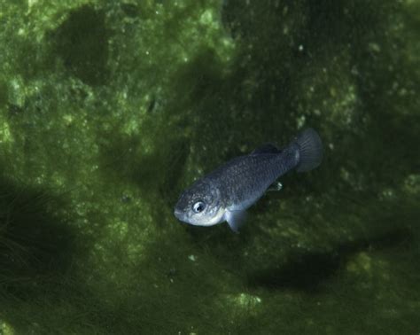 Devils Hole Pupfish (Cyprinodon diabolis): Will Endangered Resilient Prehistoric Species Survive?