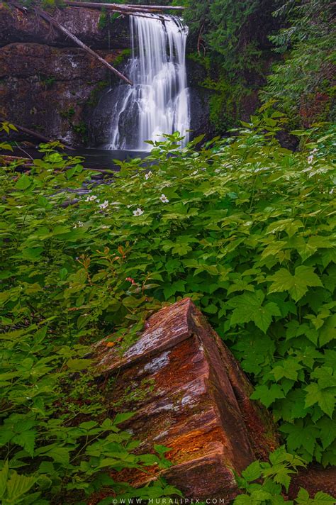 Top Photo Spots at Silver Falls State Park in 2024