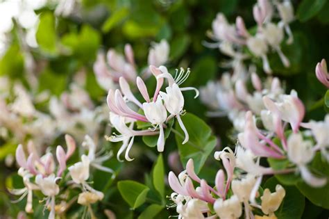 Honeysuckle: Your New Favorite Cocktail Ingredient | HGTV