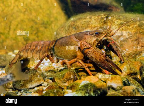 European crayfish, Noble crayfish, Broad-fingered crayfish (Astacus astacus, Astacus fluviatilis ...