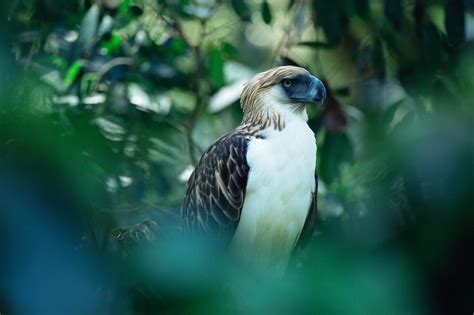 Philippine Eagle Wingspan