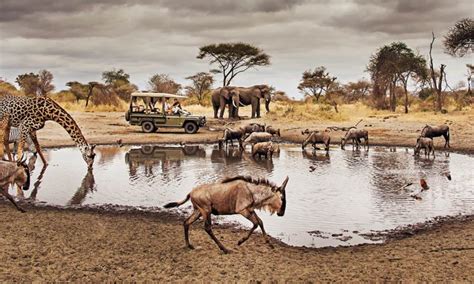 Serengeti National Park Wildlife | Explore Wildlife in Serengeti