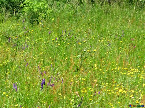 Texture with wild grass and flowers free image - № 27038