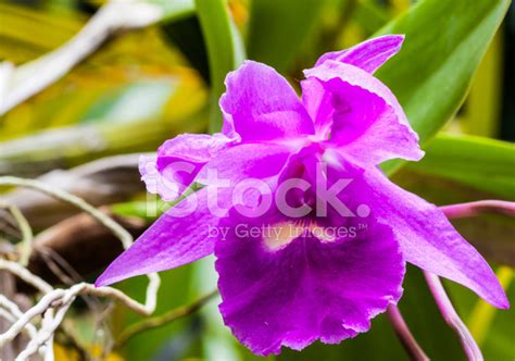 Orchid Flower In Thailand Stock Photo | Royalty-Free | FreeImages