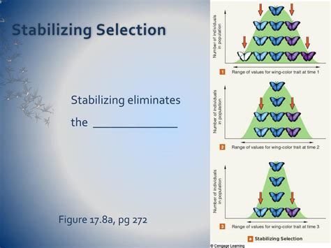 PPT - Chapter 17: Processes of Evolution PowerPoint Presentation, free download - ID:2627896