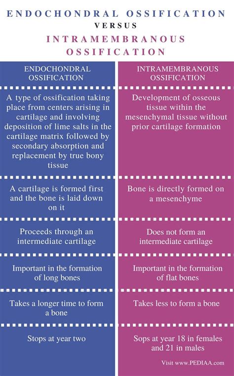 Difference Between Endochondral Ossification and Intramembranous ...