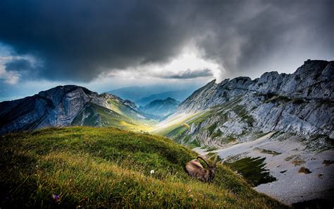 Brown ram animal, mountains, clouds, ibex, nature HD wallpaper ...