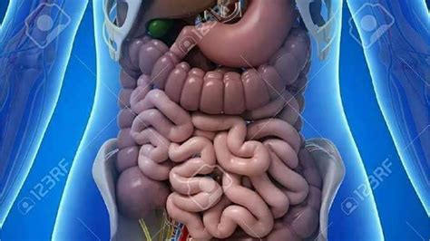 3d diagram of human body