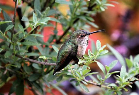 Meet The Allen’s Hummingbird (Facts & Photos)