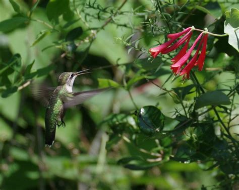 How Do Hummingbirds Use Their Tongues and Beaks? - Birds and Blooms