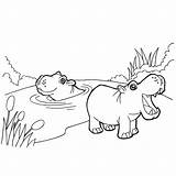 Hippo Face Coloring Page Pages sketch template