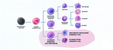 Dendritic Cells: Dendritic Cell Origin, Function and Related Conditions ...