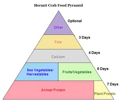 hermit crab food | Crab recipes, Hermit crab, Crab