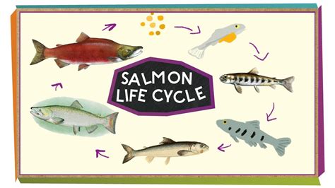 Salmon Life Cycle Clipart Bundle Clipart School, 51% OFF