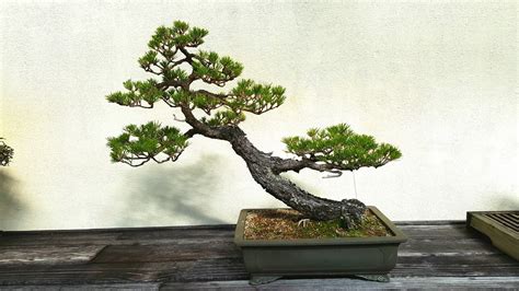 Bonsai-misadventures: The bonsai of the national bonsai and penjing museum