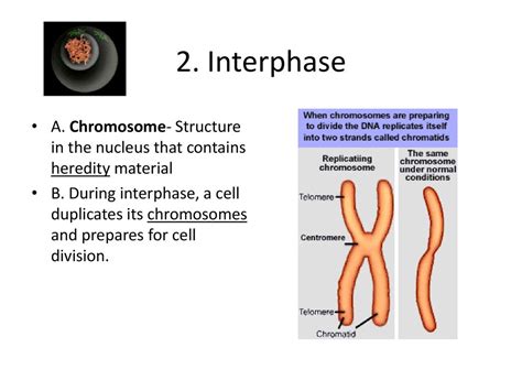 Cell Division and Mitosis - ppt download