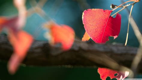 Closeup photography of red leaf HD wallpaper | Wallpaper Flare