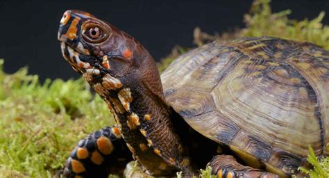 Box Turtle Pet Facts - 22 Amazing Things About Box Turtles