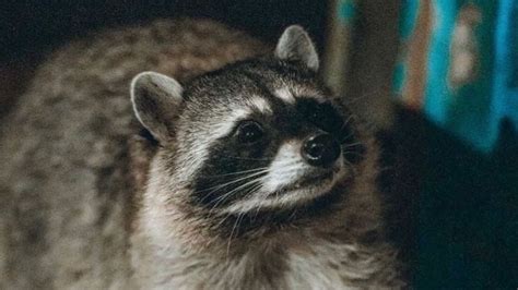 Petition · Change the UCSD mascot to be a raccoon - United States ...