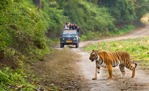 Wildlife Tours in India | Jungle Safari Booking | Best Jungle Resorts ...