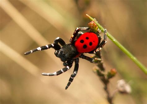 Ladybird Spiders - a Buglife conservation campaign | HubPages