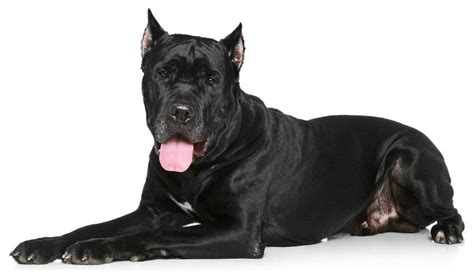 Cane Corso breed guide: History, temperament, and training needs