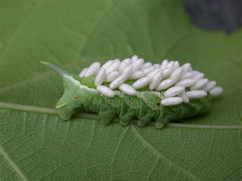 Tomato Hornworm Moth Life Cycle