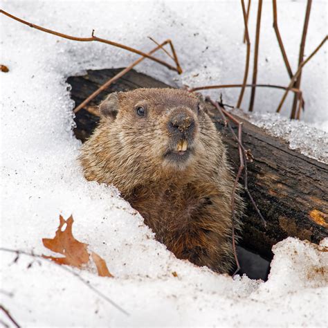 GROUNDHOG DAY - February 2, 2023 - National Today