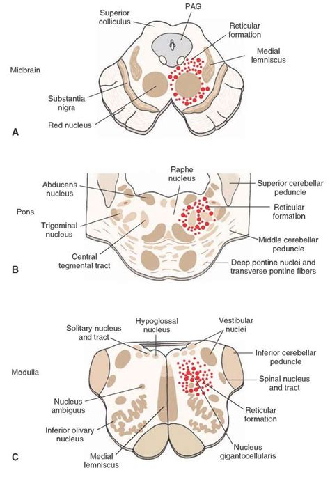 Reticular formation, Medical anatomy, Medical school studying