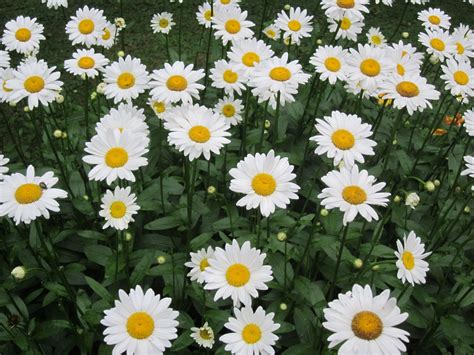 Daisies in my backyard. | Garden and yard, Garden, Flowers