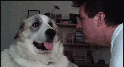 Confused Dog Head Tilt Gif