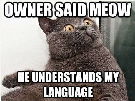 Cat Meme – FUNNY MEMES