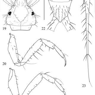 Natural Pupal Habitat of the Diving Beetle Laccophilus nakajimai Kamite, Hikida, and Sat, 2005 ...