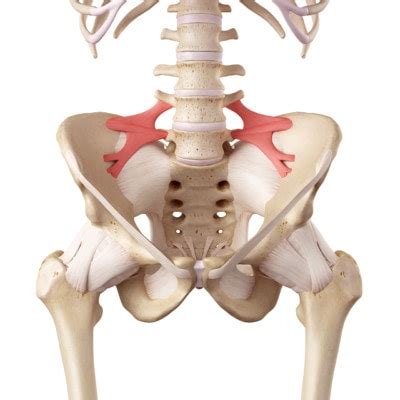 Avoid Back Surgery By Learning About The ACL of the Low Back: The Iliolumbar Ligament