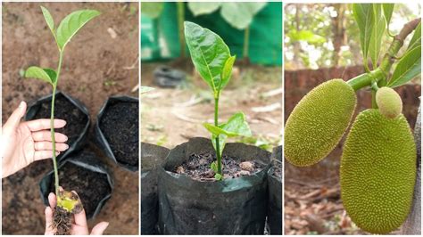 Jackfruit Tree Climate at Clarence Pisani blog