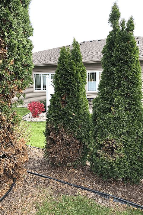 What Should You Do When Your Arborvitae is Turning Brown?