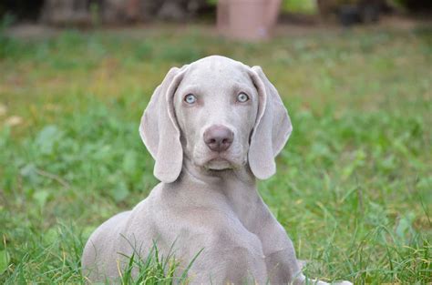 Gifts for Weimaraner Owners - Best Weimaraner Gifts