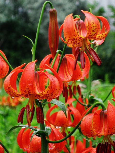 List of 50+ Different Types of Lilies With Pictures