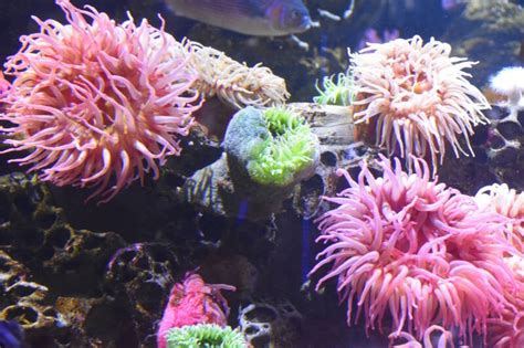 11 Types of Sea Anemones to Add Movement to Marine Tanks