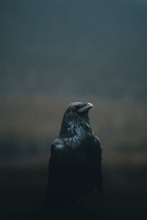 Crow Spiritual Meaning & Symbolism (New Insights)