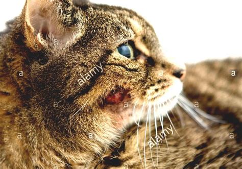 Cancer In Cats - Cat Skin Tumor