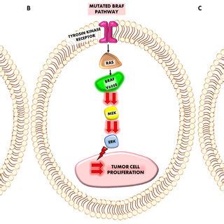 (A) Representation of normal BRAF pathway. The sequence of the cascade... | Download Scientific ...