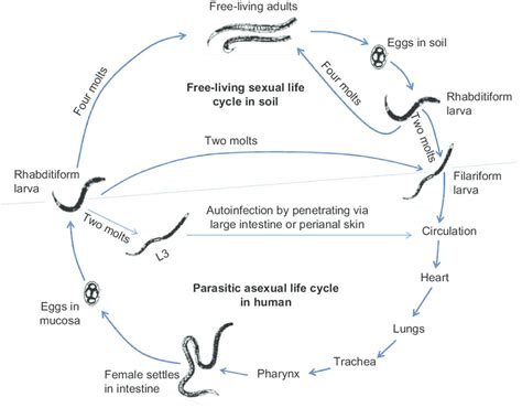 The Strongyloides life cycle is complex with its alternation between... | Download Scientific ...