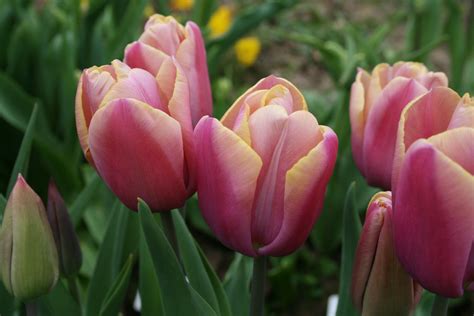 Buy Holland Beauty Bulbs Online | Triumph Tulips