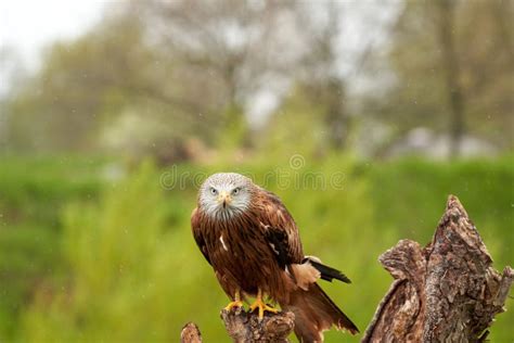 Red Kite, Bird of Prey Portrait. the Bird is Sitting on a Stump. Ready ...