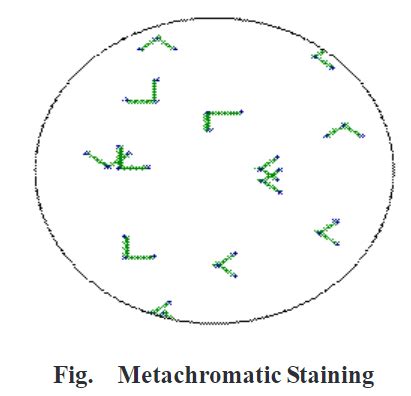 Metachromatic granule staining - Biology Ease